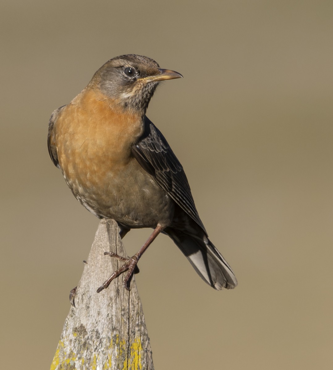 Rufous-collared Robin - ML614361038