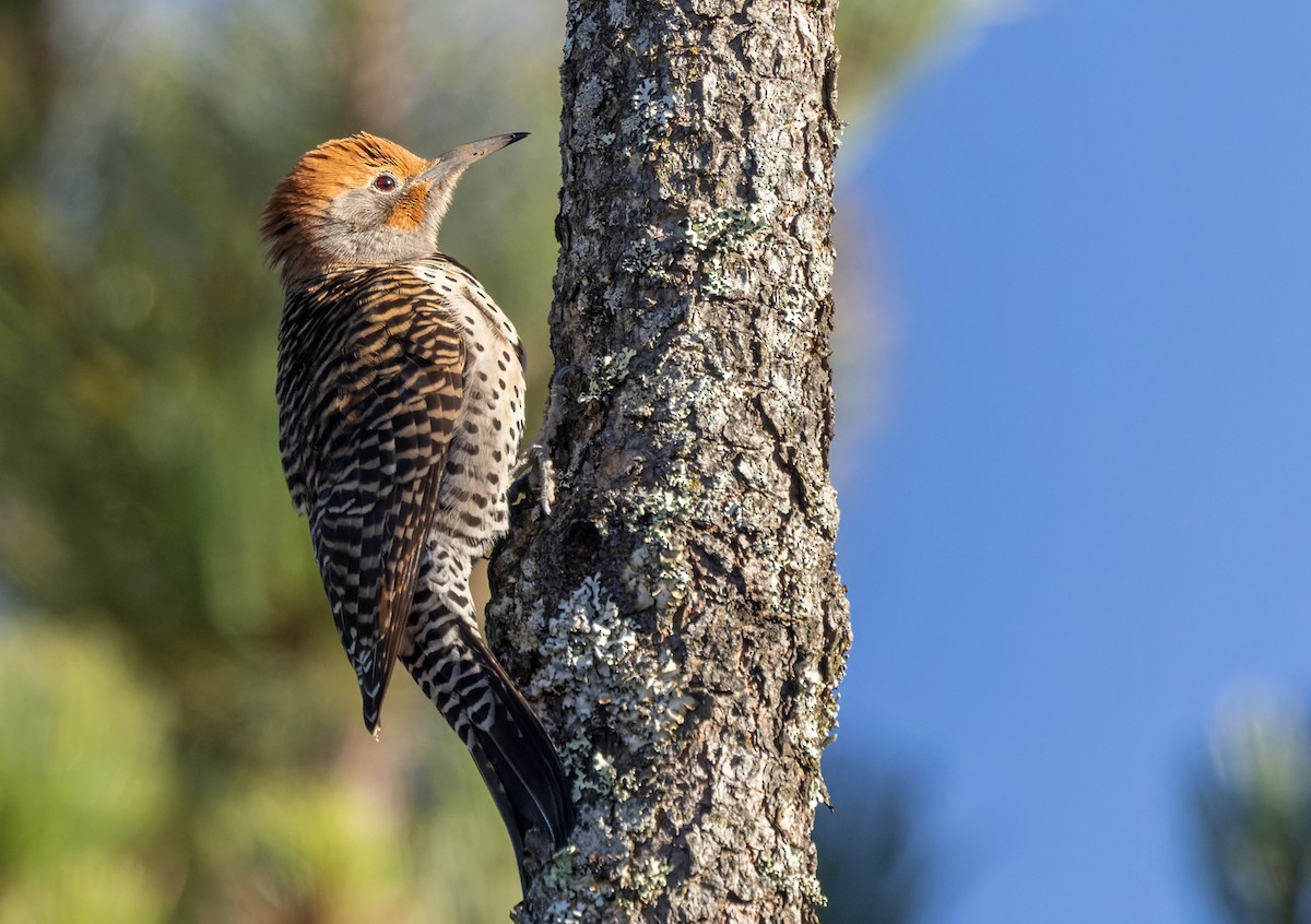 Northern Flicker (Guatemalan) - ML614361045