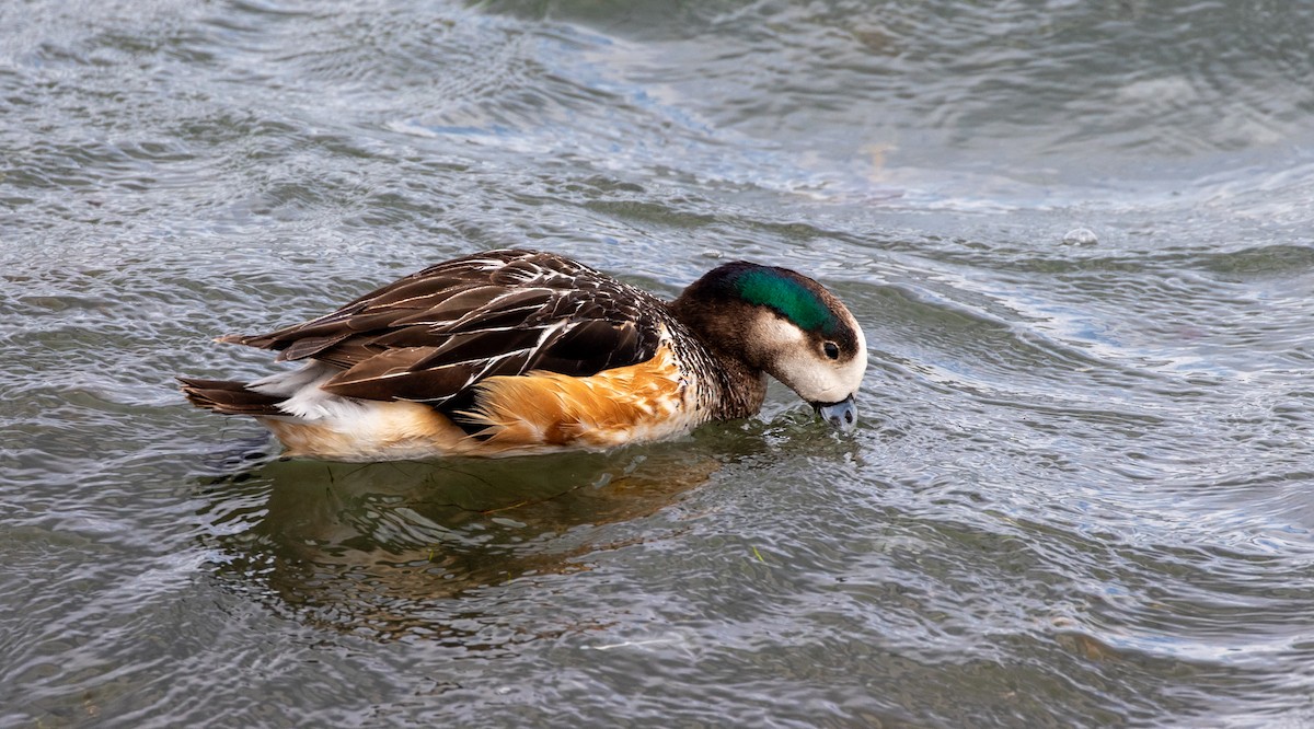 Chiloe Wigeon - ML614361047