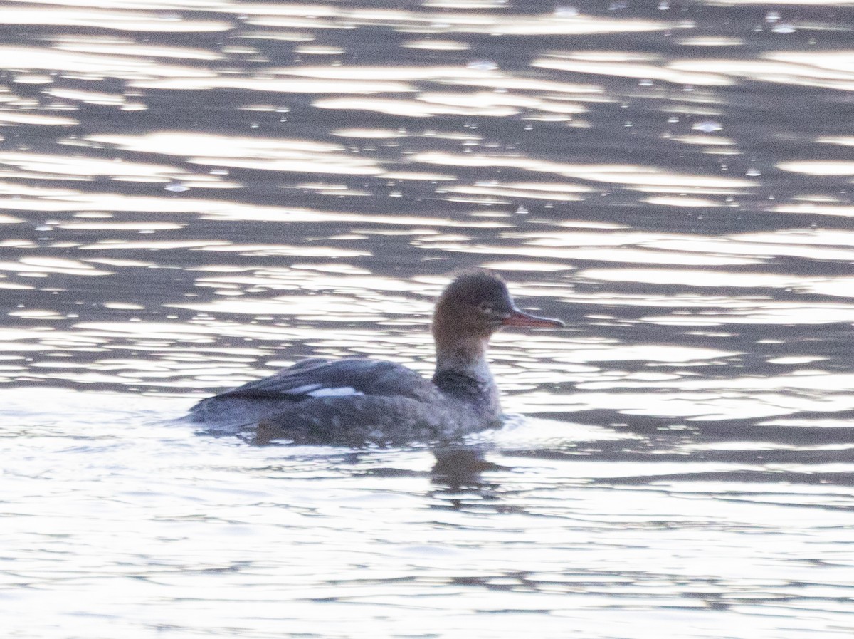 Red-breasted Merganser - ML614361085