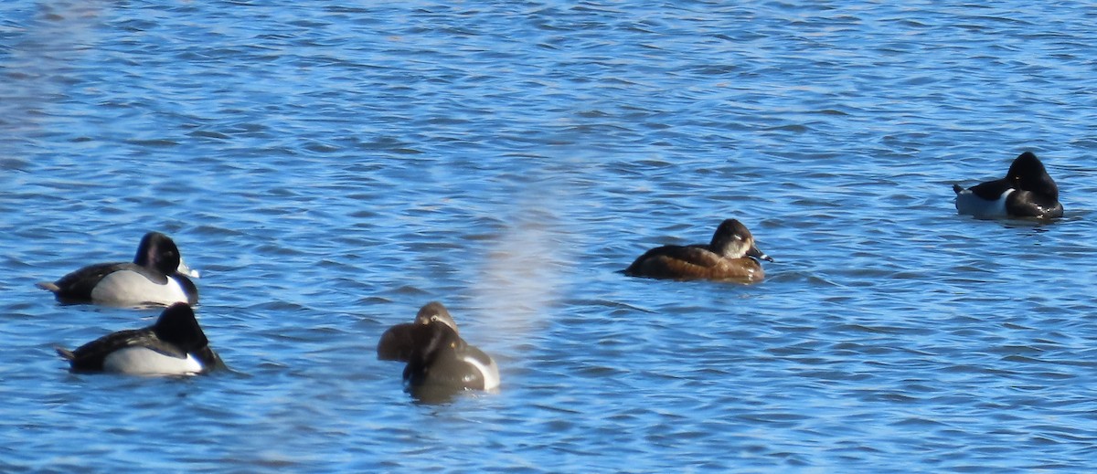 Ring-necked Duck - ML614361086