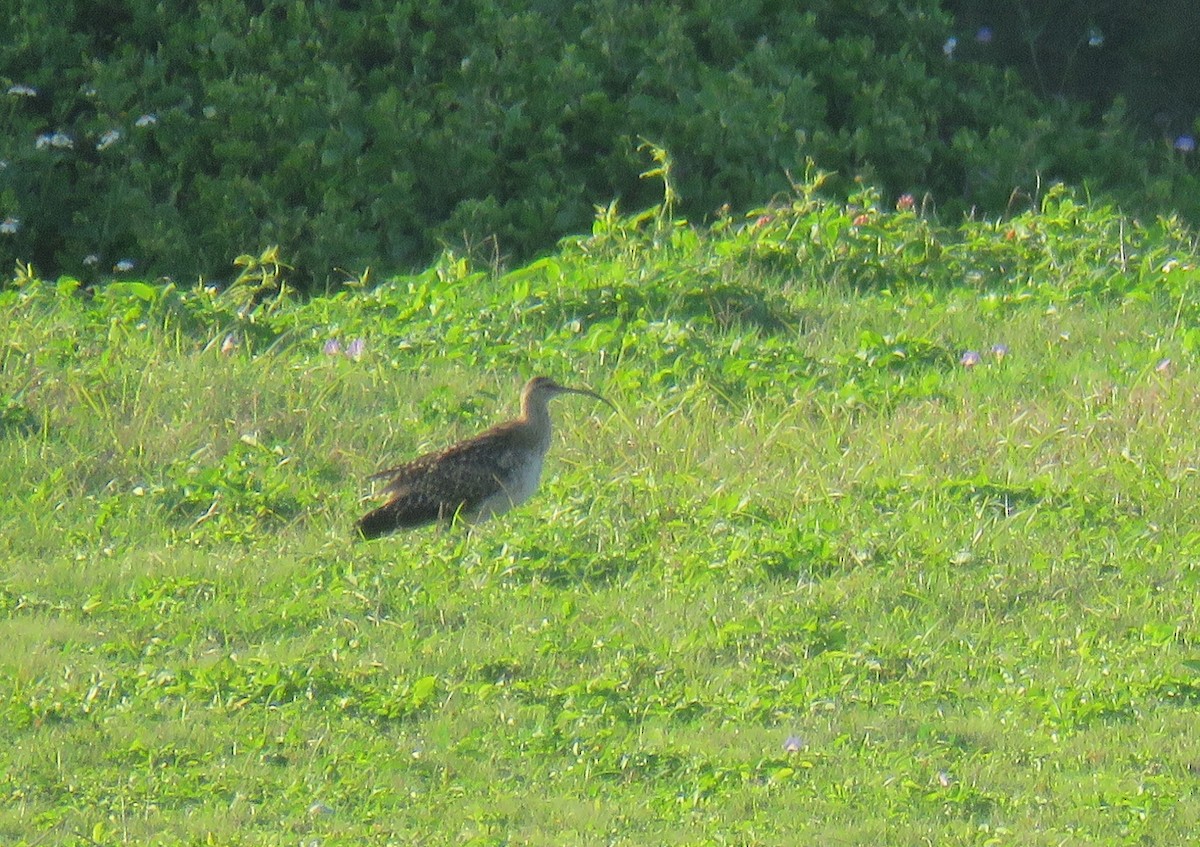 Bristle-thighed Curlew - ML614361088