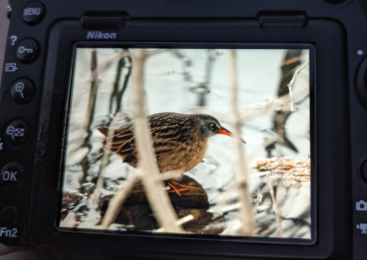 Virginia Rail - ML614361098