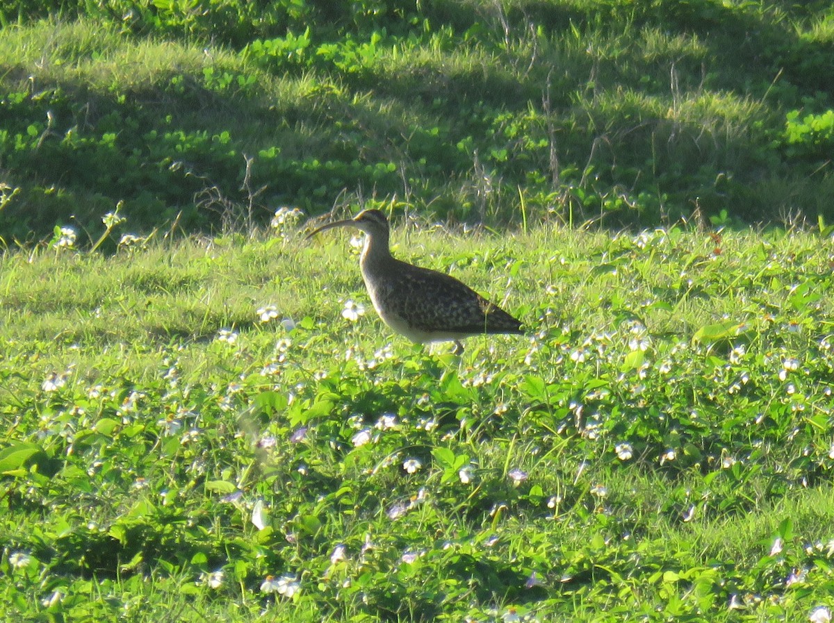 Bristle-thighed Curlew - ML614361104