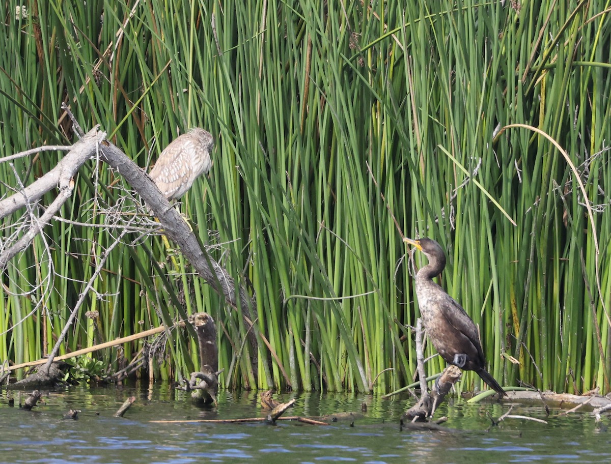 Double-crested Cormorant - ML614361111