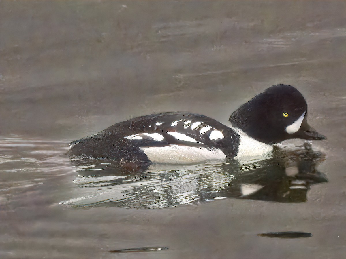 Barrow's Goldeneye - ML614361181