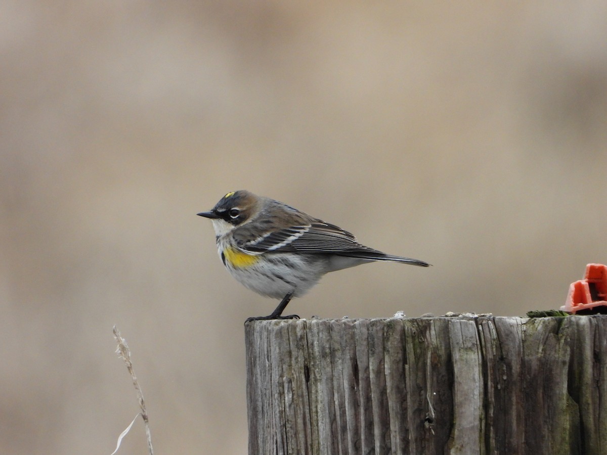 Yellow-rumped Warbler (Myrtle) - ML614361201