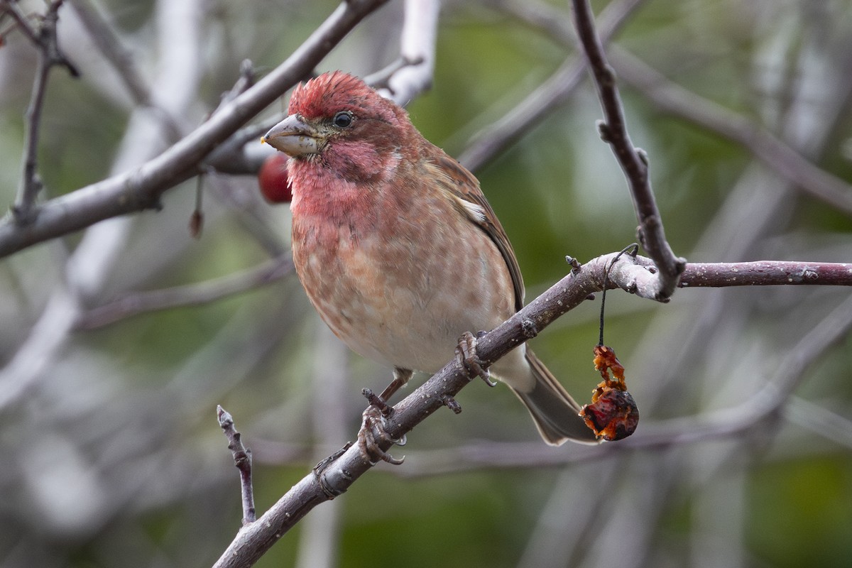 Purple Finch - ML614361211