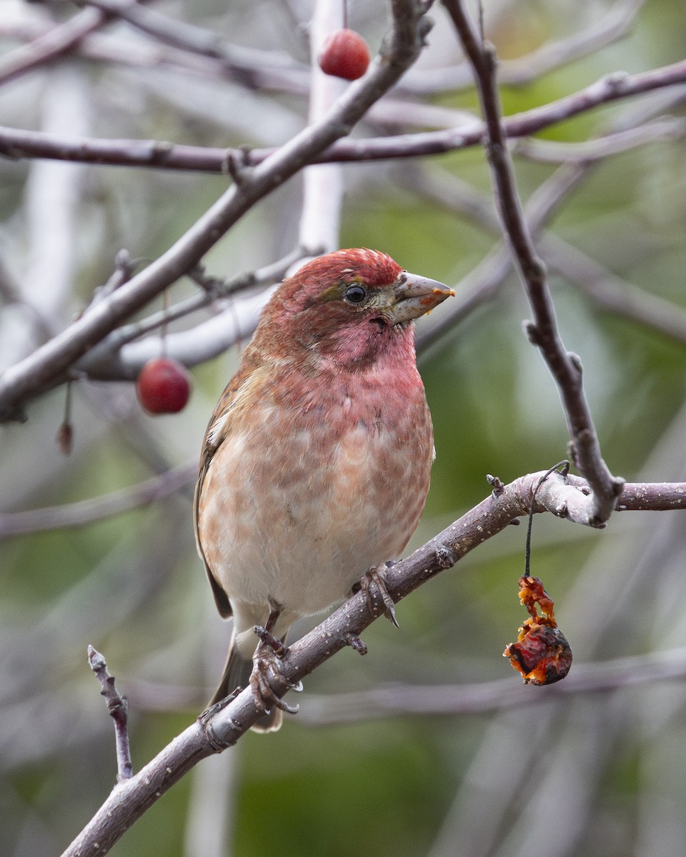 Purple Finch - ML614361215