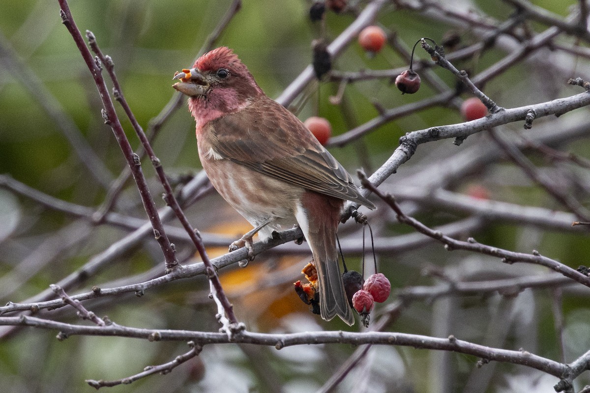 Purple Finch - ML614361218