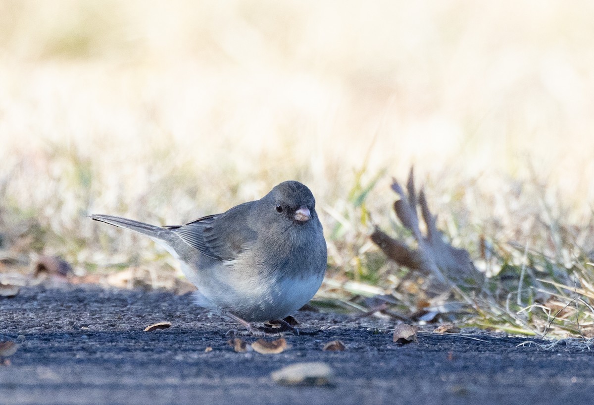 Dark-eyed Junco (Slate-colored) - ML614361237