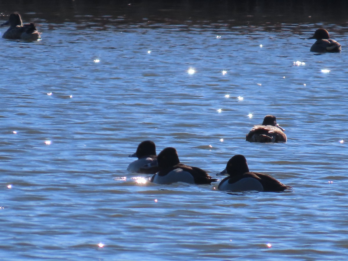 Ring-necked Duck - Buzz Schaumberg