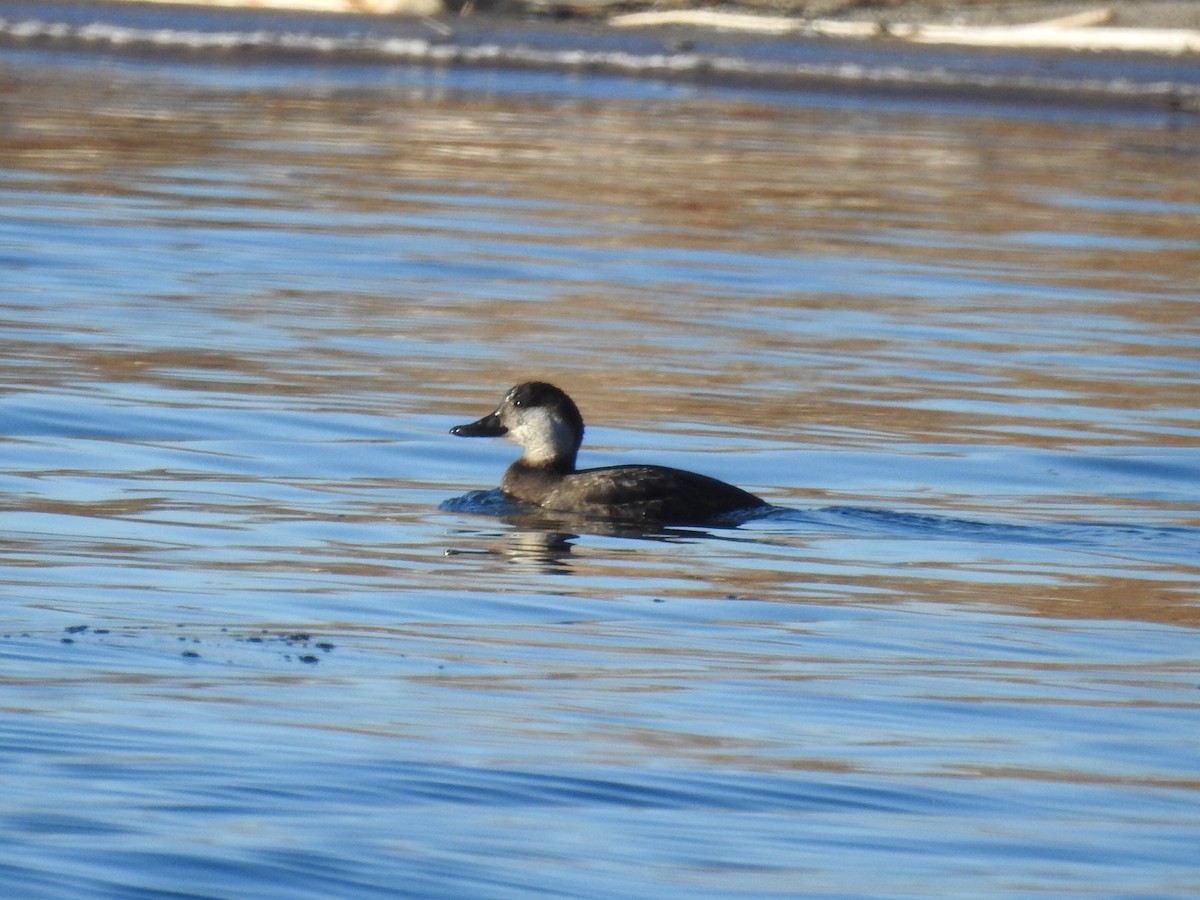 Black Scoter - ML614361313