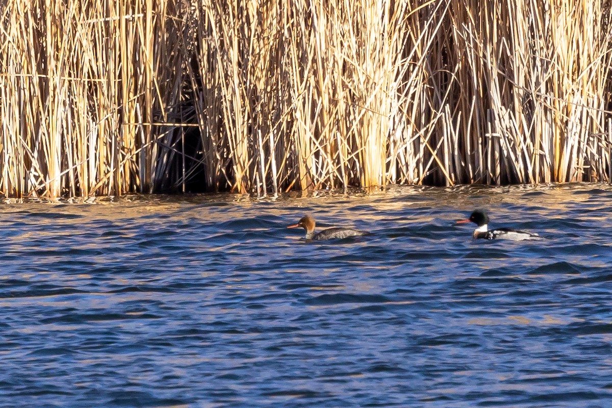 Red-breasted Merganser - ML614361378