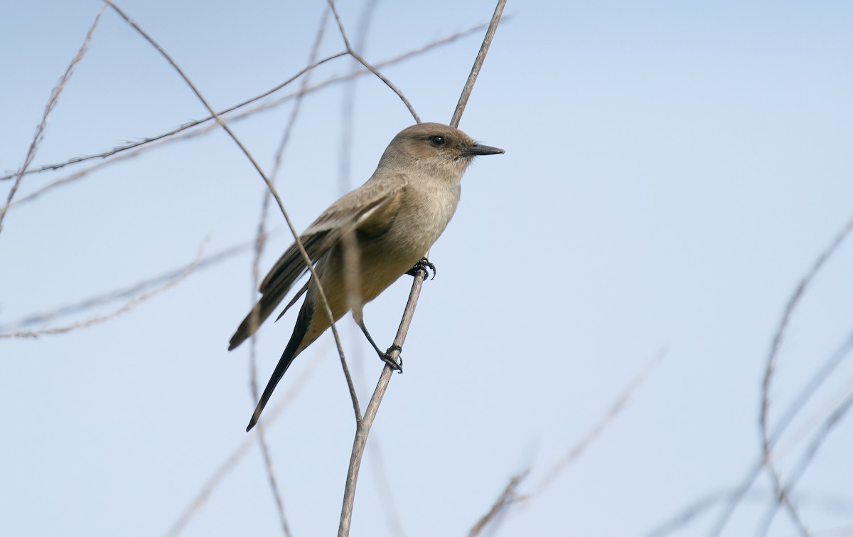 Say's Phoebe - ML614361395