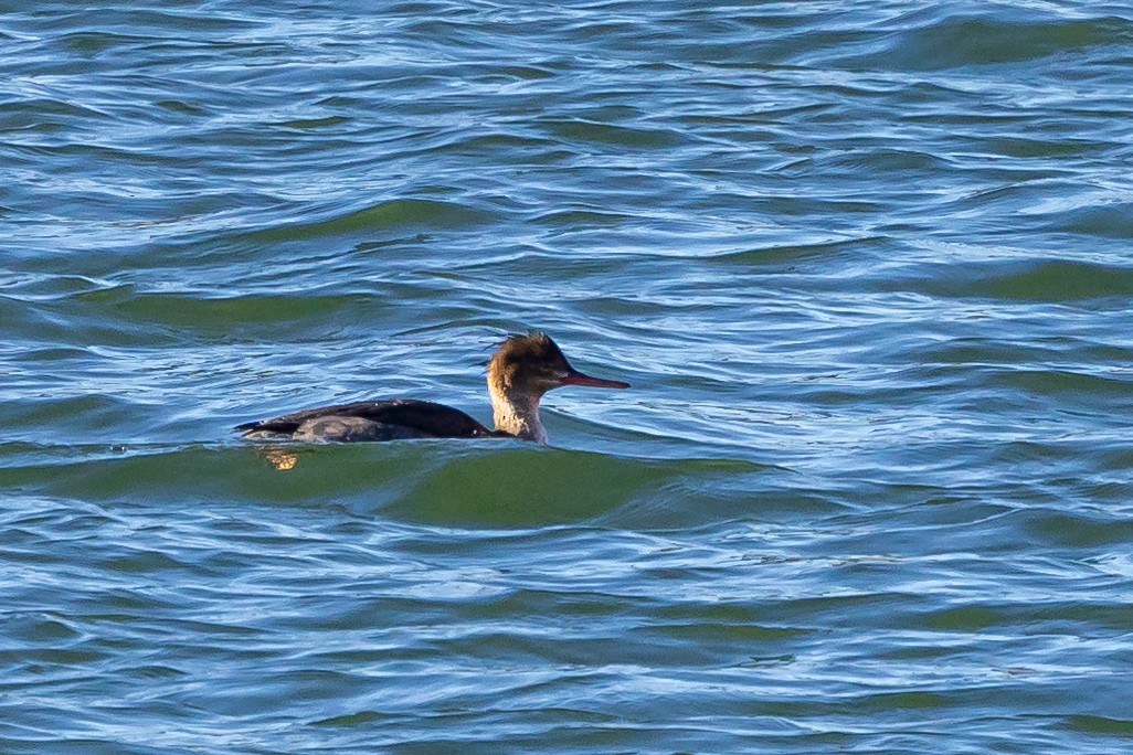 Red-breasted Merganser - Rod Goodwin