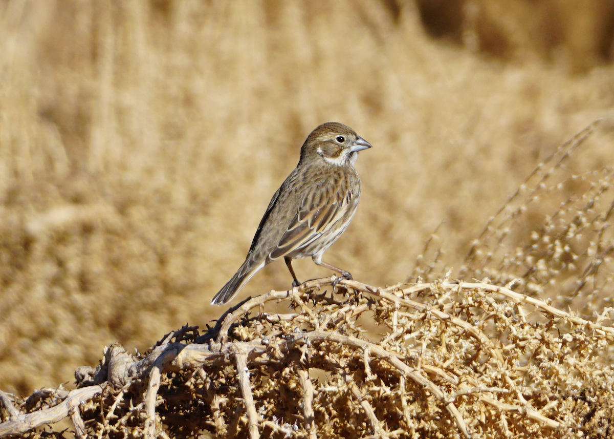 Lark Bunting - ML614361440