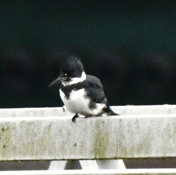 Belted Kingfisher - ML614361518