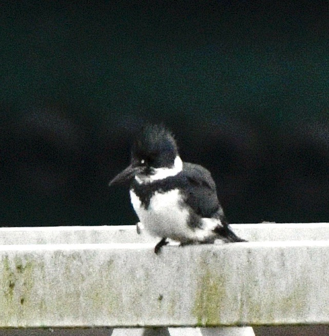 Belted Kingfisher - ML614361519
