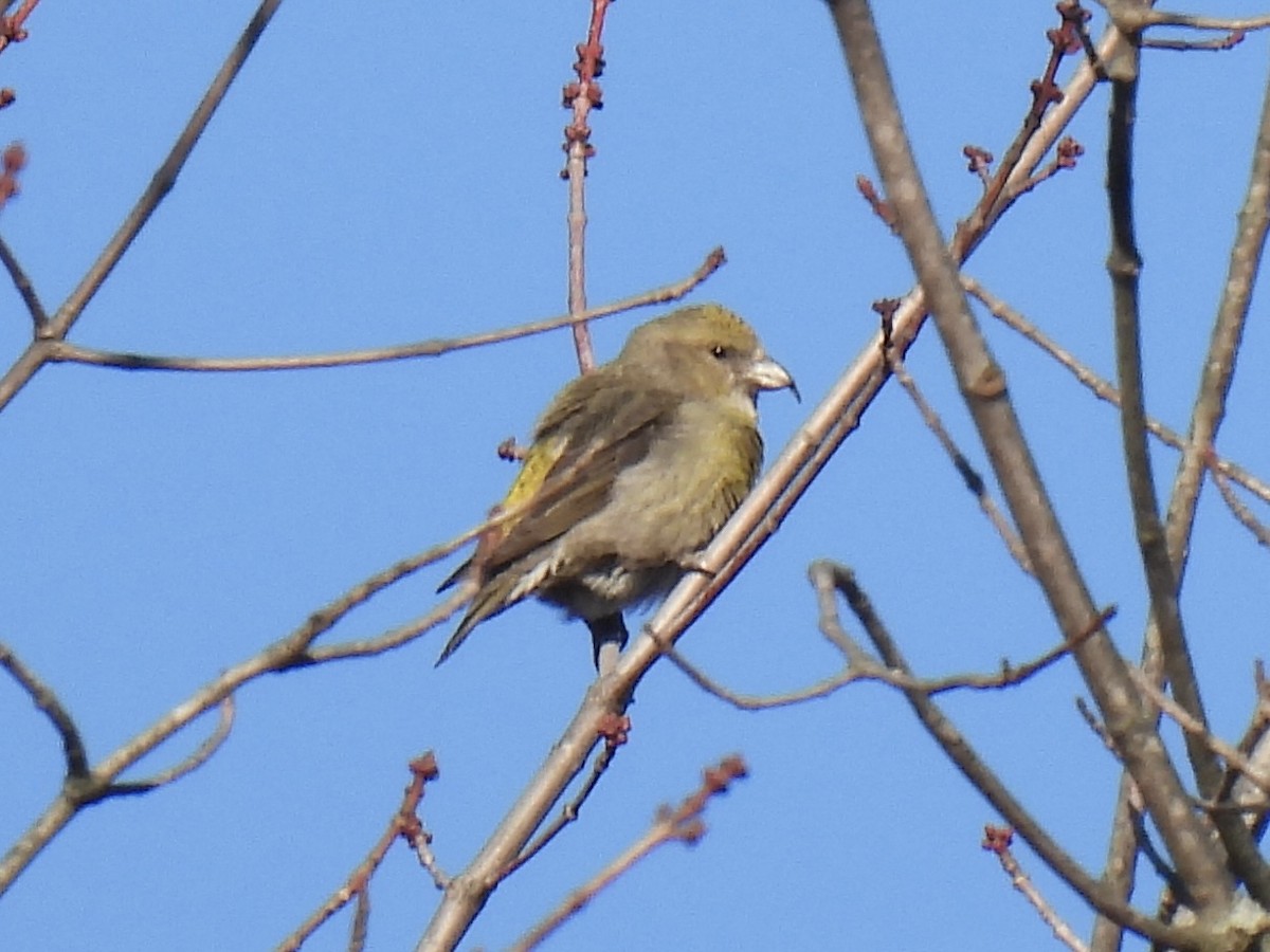 Red Crossbill - Derry Kramer