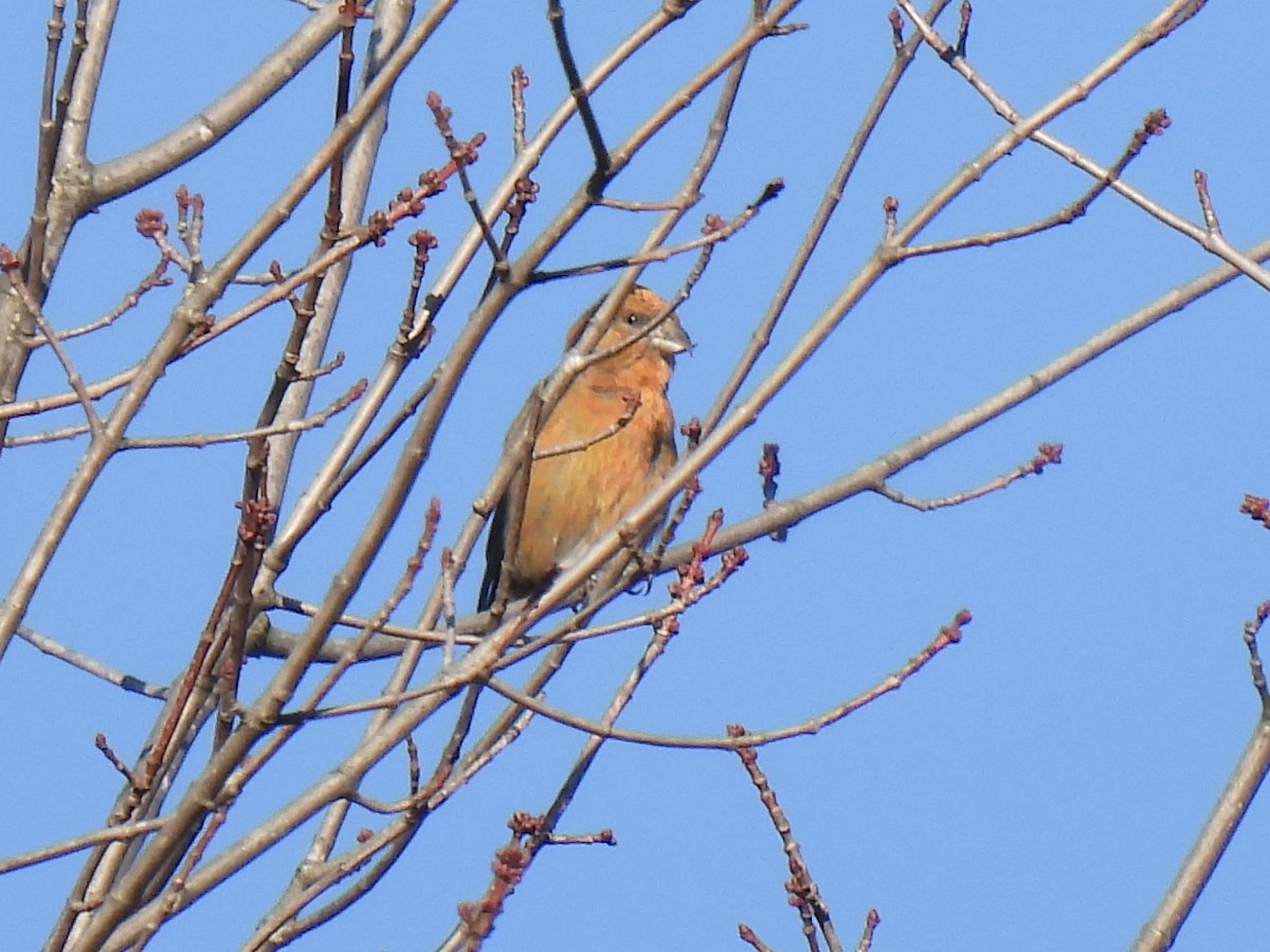 Red Crossbill - ML614361538