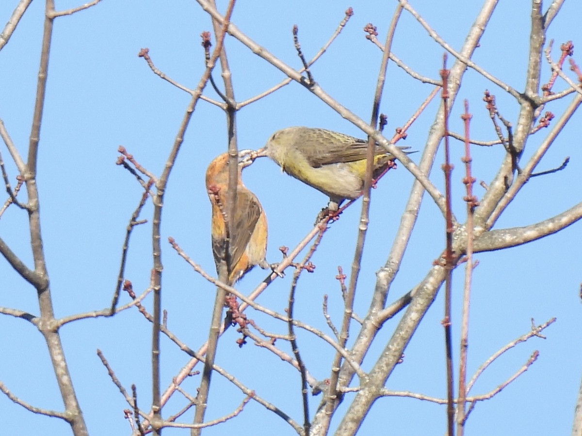 Red Crossbill - ML614361539