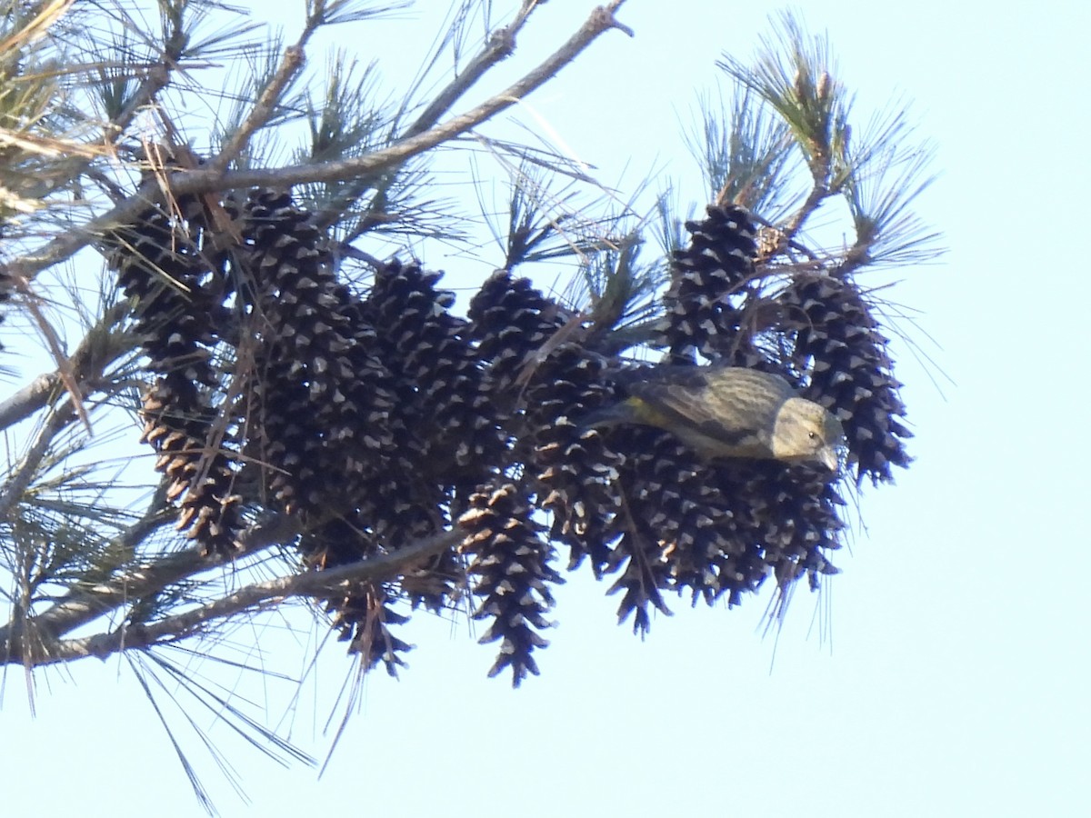 Red Crossbill - ML614361540