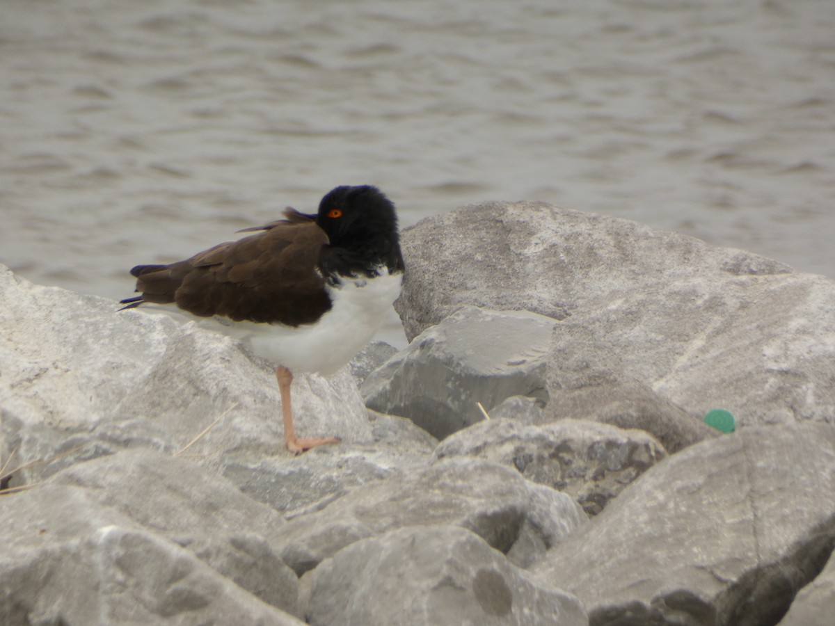 American Oystercatcher - ML614361580