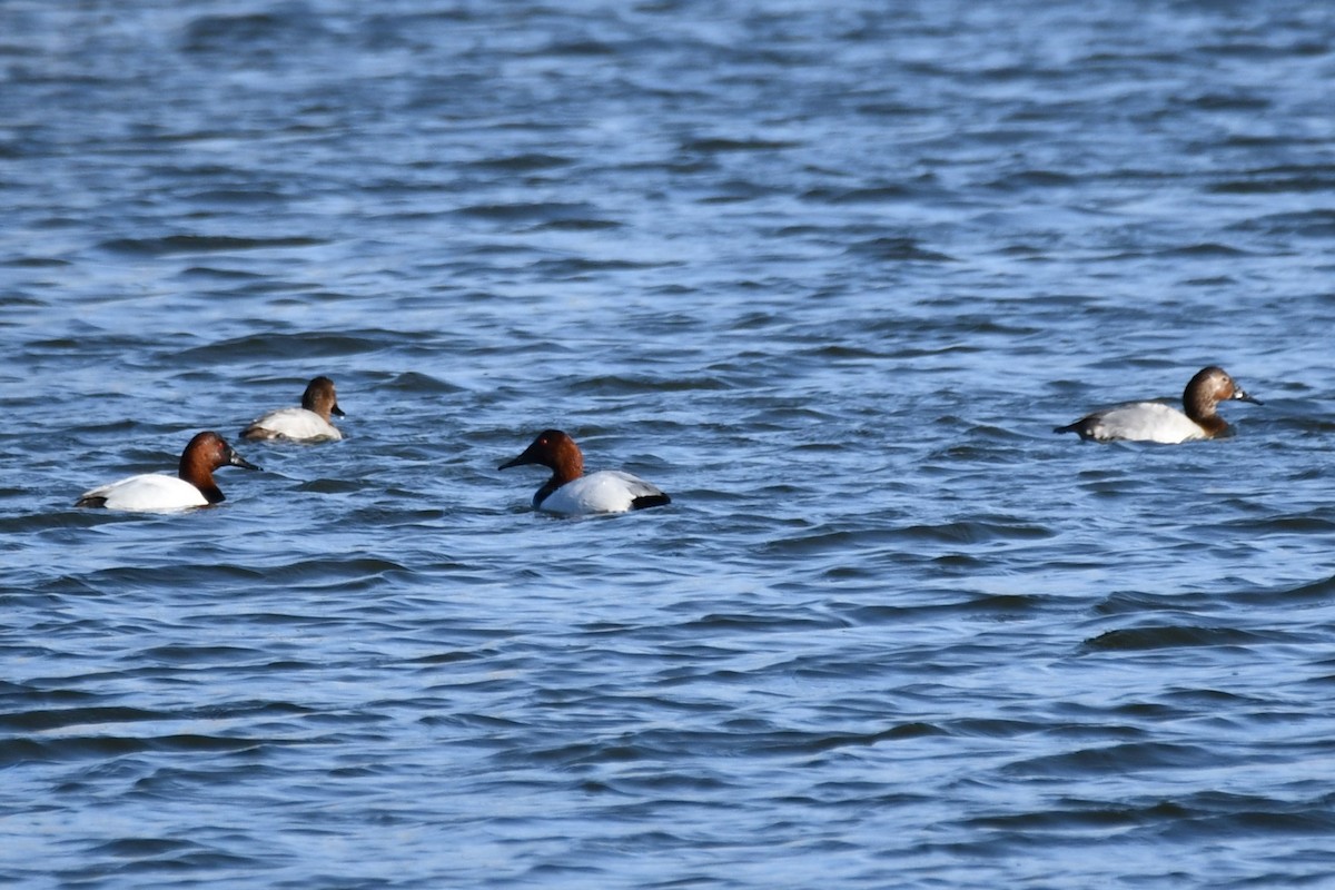 Canvasback - ML614361684