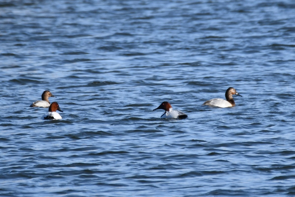 Canvasback - ML614361685