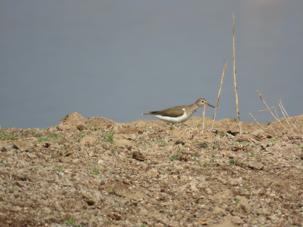 Common Sandpiper - ML614361752