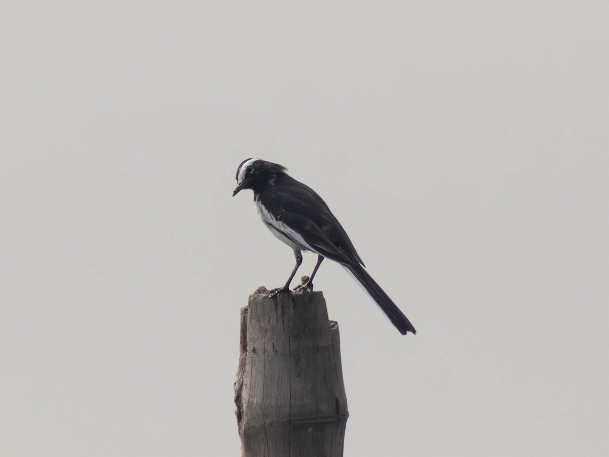 White-browed Wagtail - Muhtasim  Islam