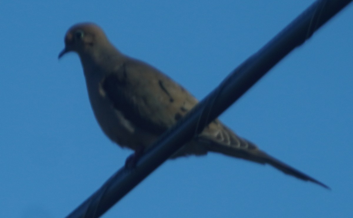 White-winged Dove - ML614361805