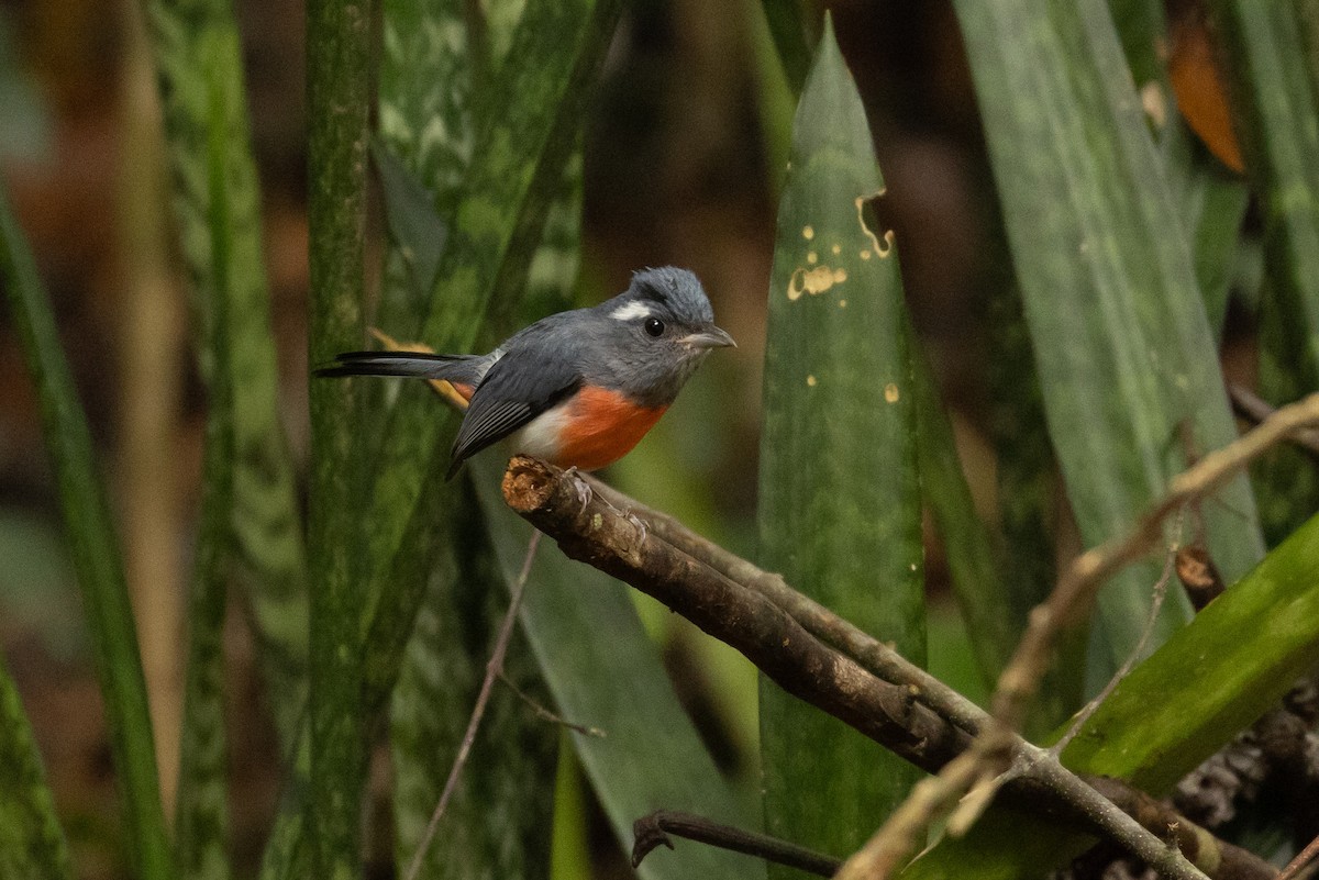 Gray-throated Chat - ML614361851