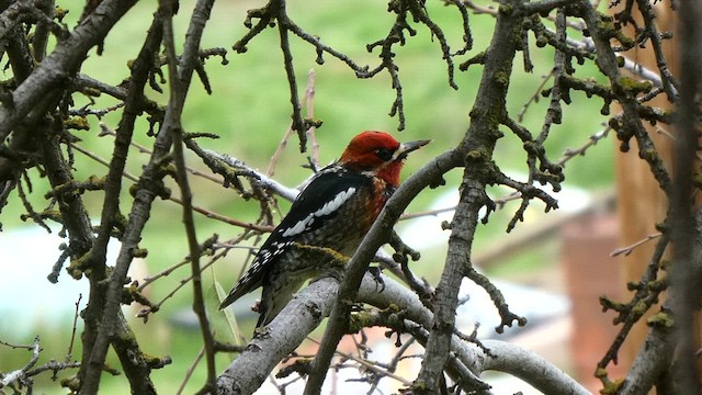 Red-naped x Red-breasted Sapsucker (hybrid) - ML614361852