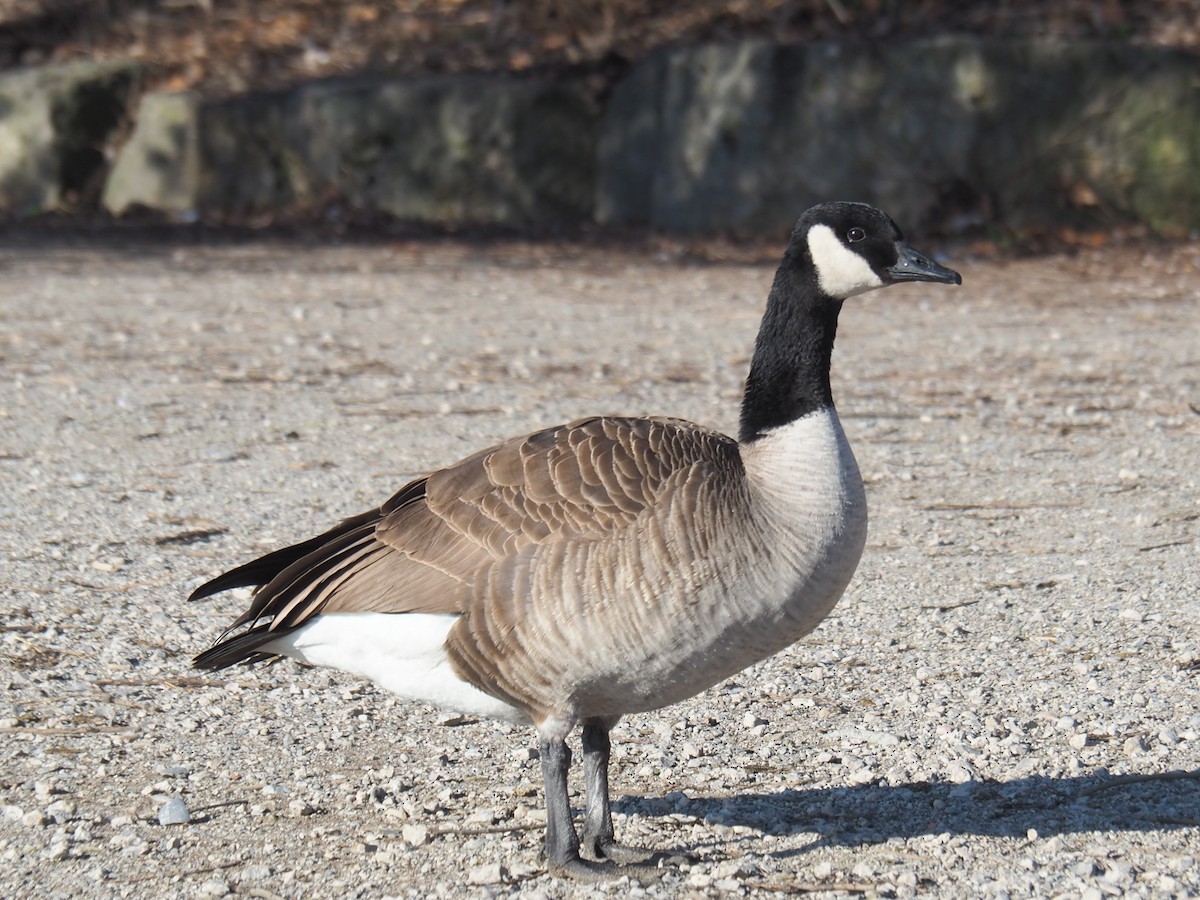 Canada Goose - ML614361904