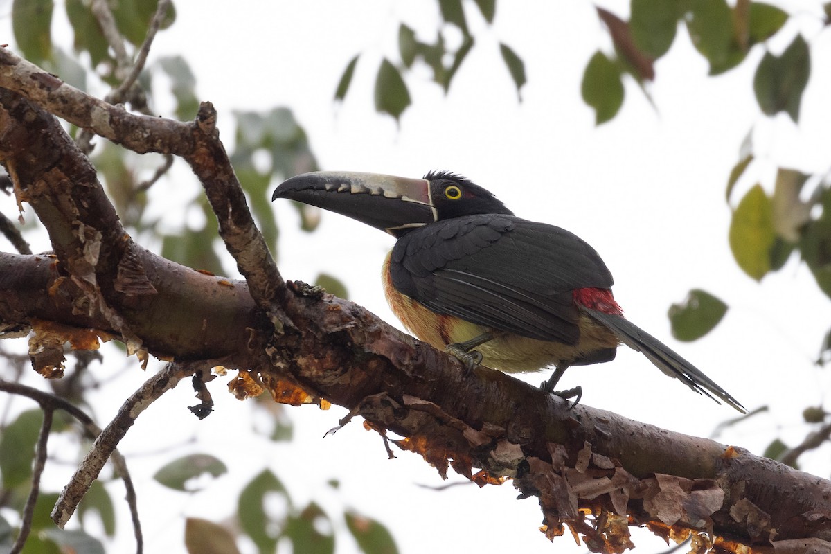 Collared Aracari (Collared) - ML614361906