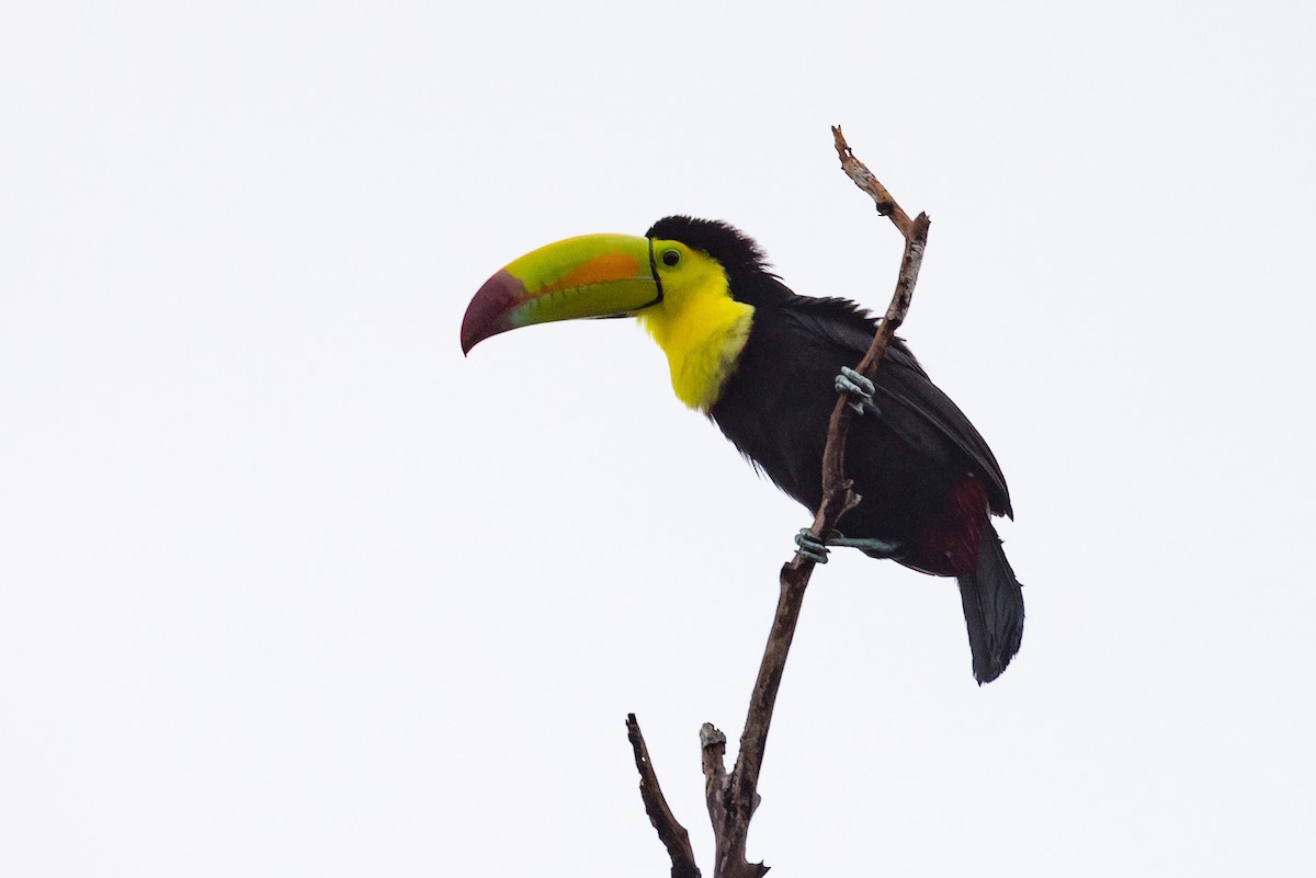 Keel-billed Toucan - ML614361913