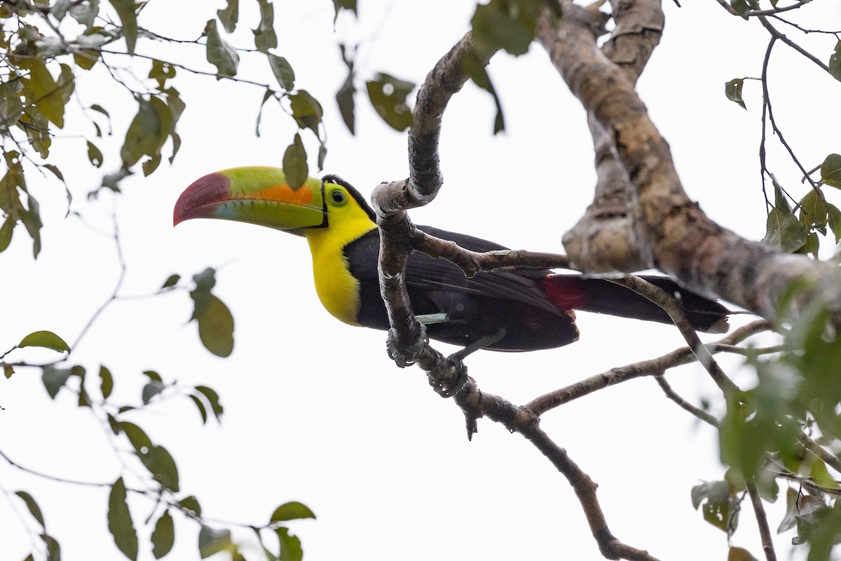 Keel-billed Toucan - ML614361914