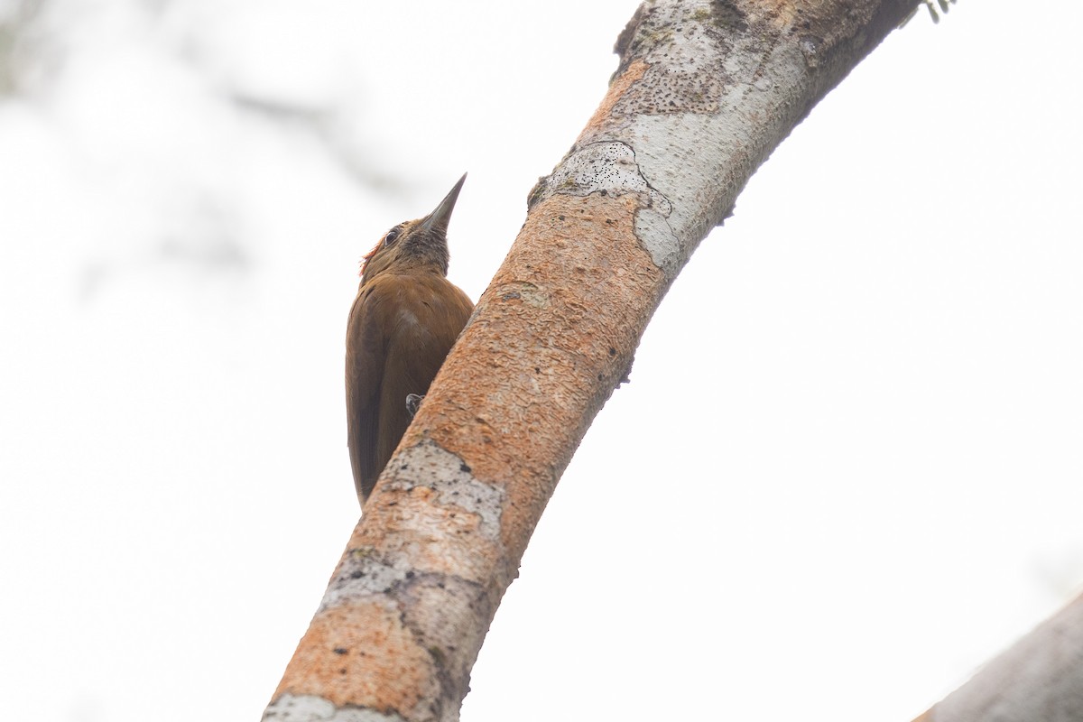 Smoky-brown Woodpecker - ML614361929