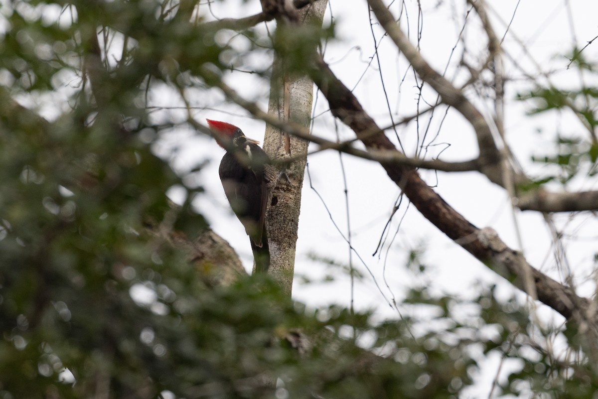 Lineated Woodpecker - ML614361932