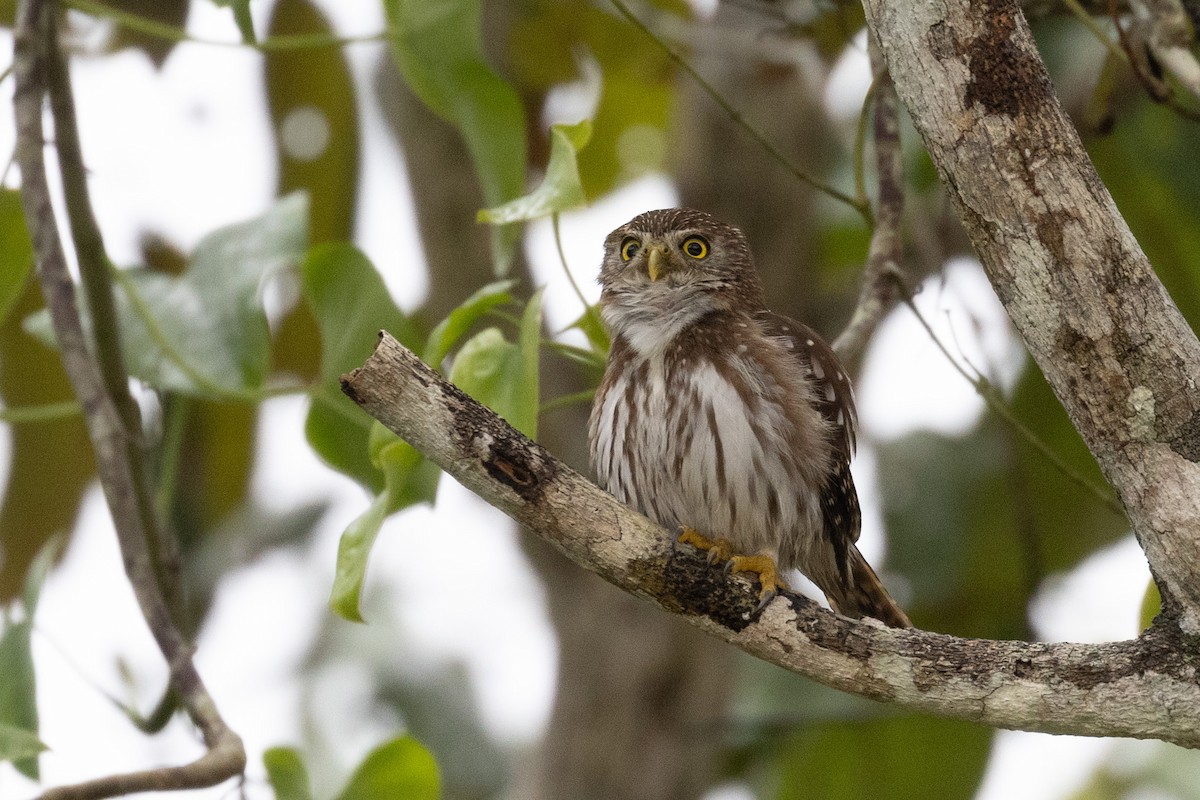 Ferruginous Pygmy-Owl (Ferruginous) - Benjamin Griffith