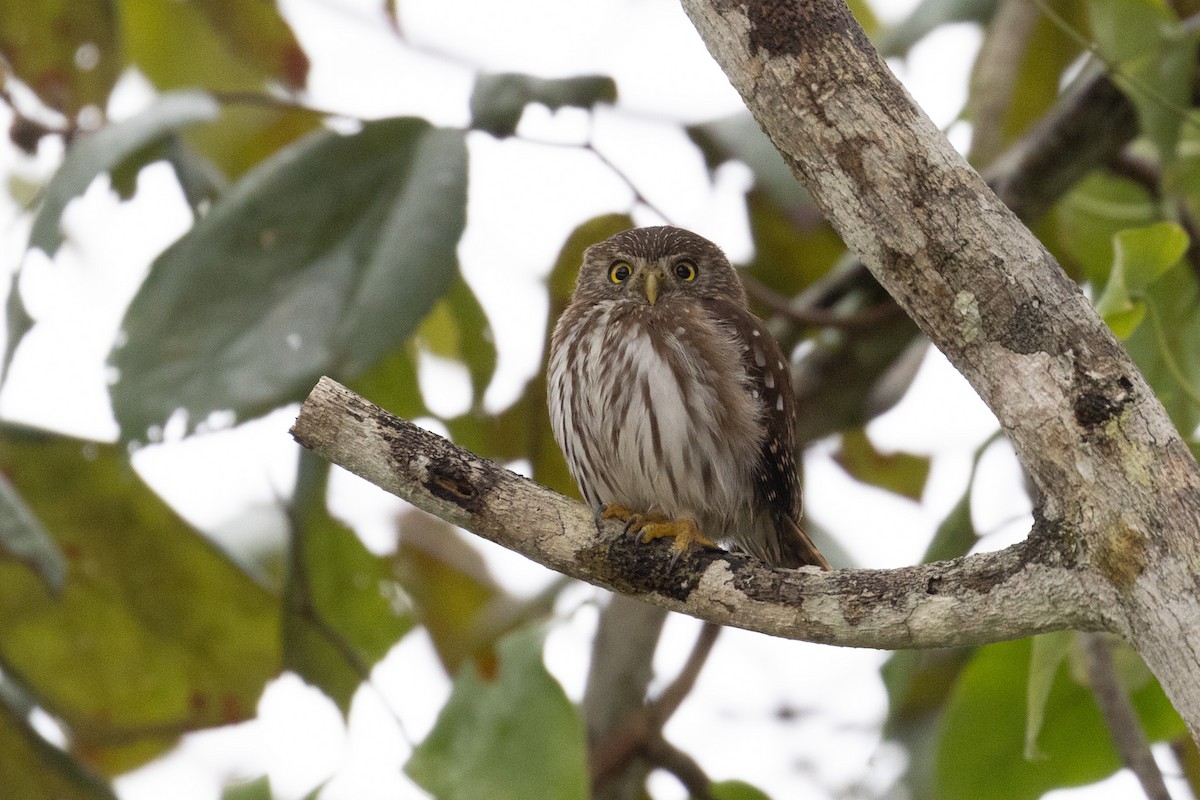 Ferruginous Pygmy-Owl (Ferruginous) - ML614361940