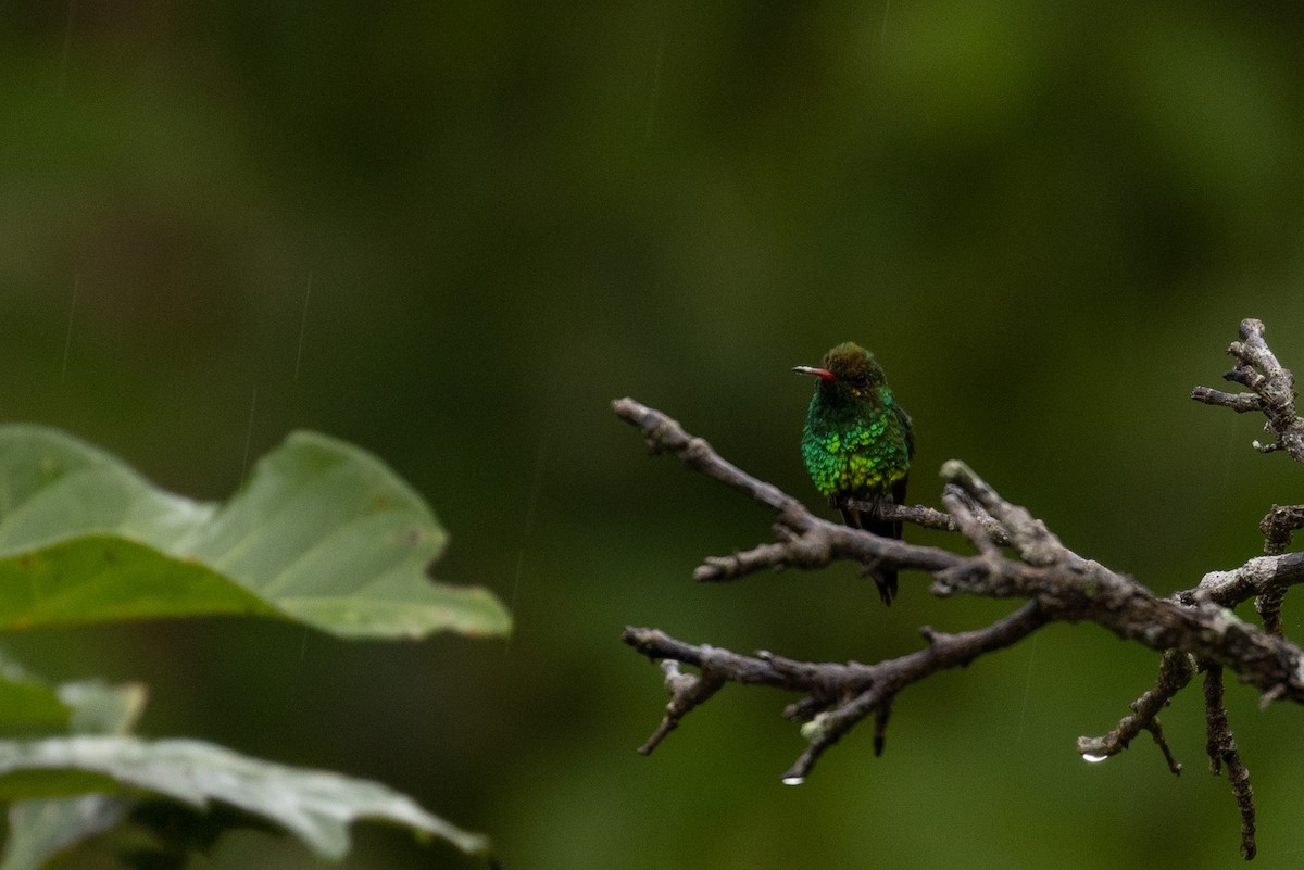 Canivet's Emerald (Canivet's) - ML614361947