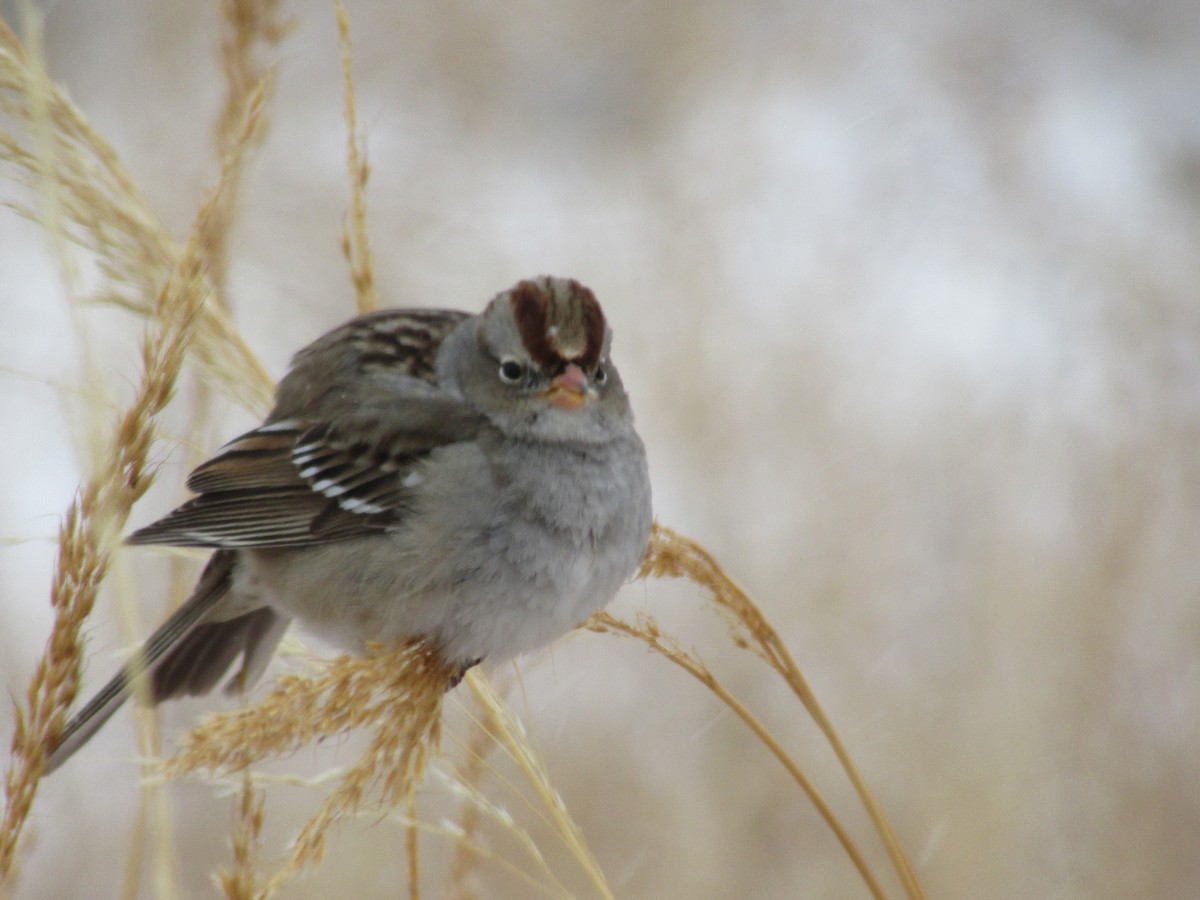 White-crowned Sparrow - Felice  Lyons