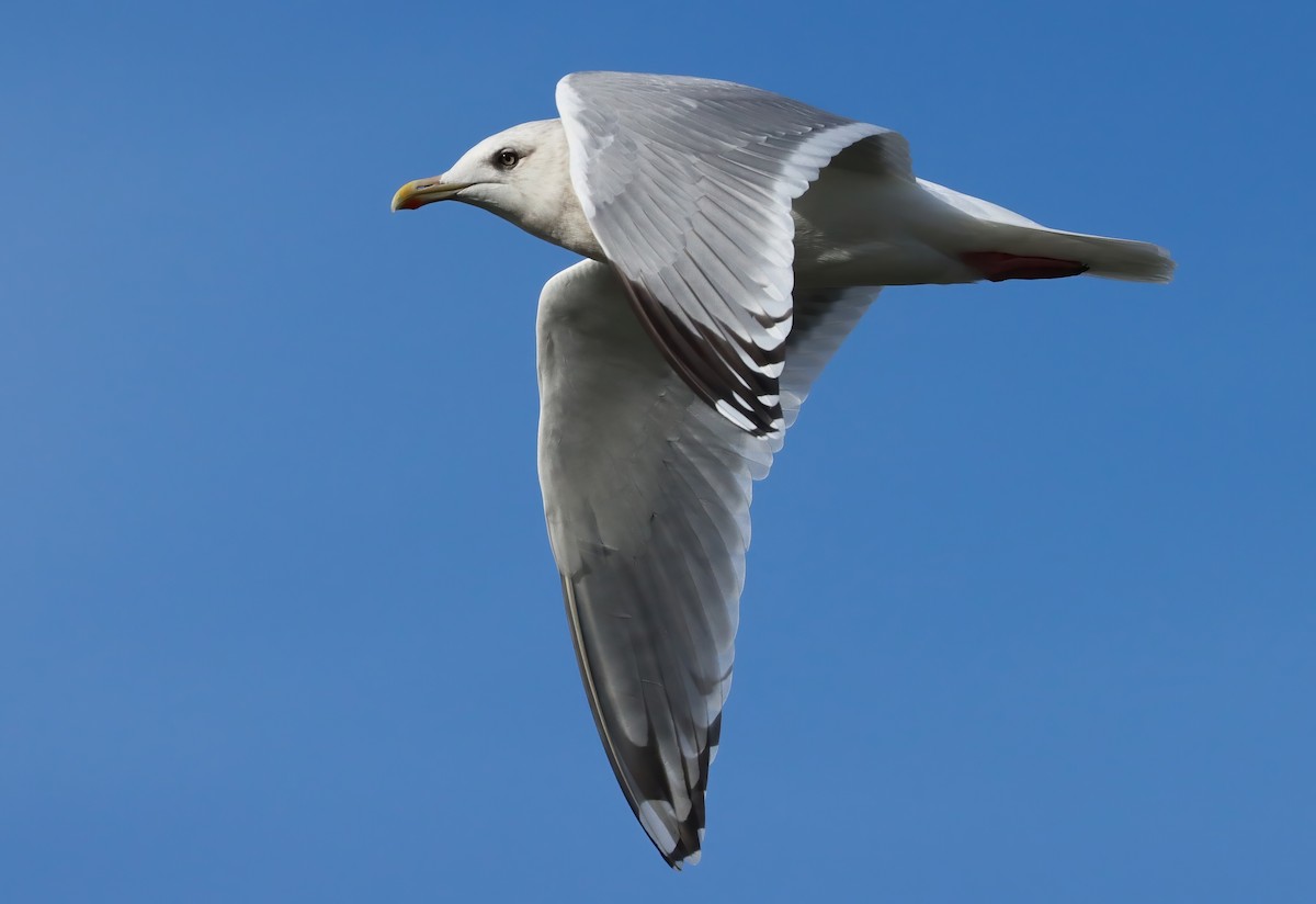 Iceland Gull - Steve Tucker