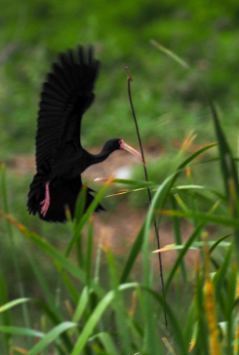 Ibis à face nue - ML614361981