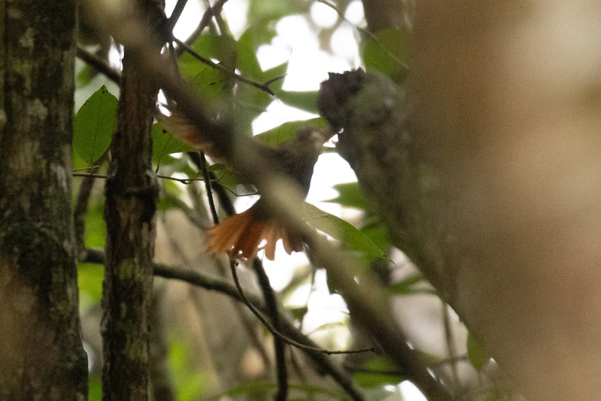 Ivory-billed Woodcreeper - ML614361985