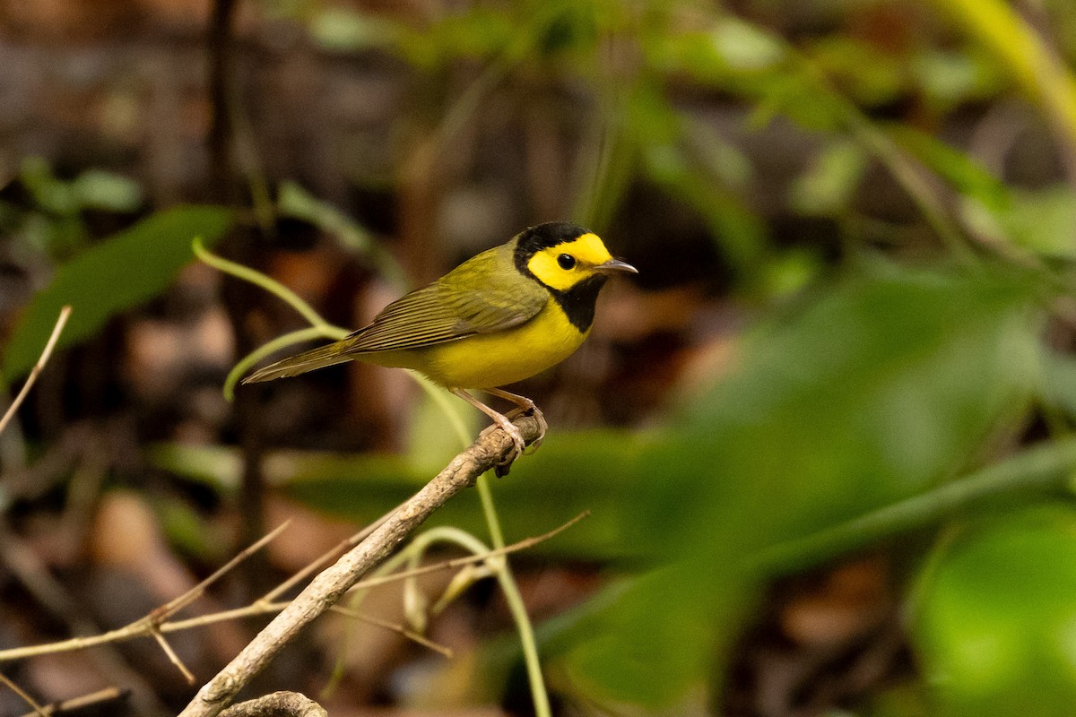 Hooded Warbler - ML614362002