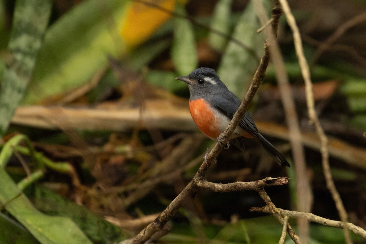 Gray-throated Chat - ML614362004